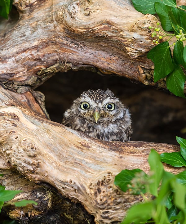 LD_Little_Owl
